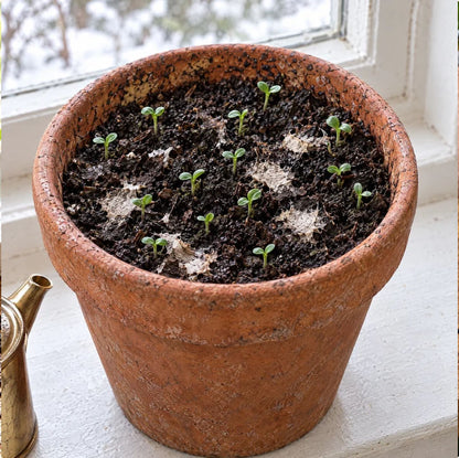 🎄🇬🇧 2027 Plantable Calendar – Use It. Plant It. Watch It Grow.